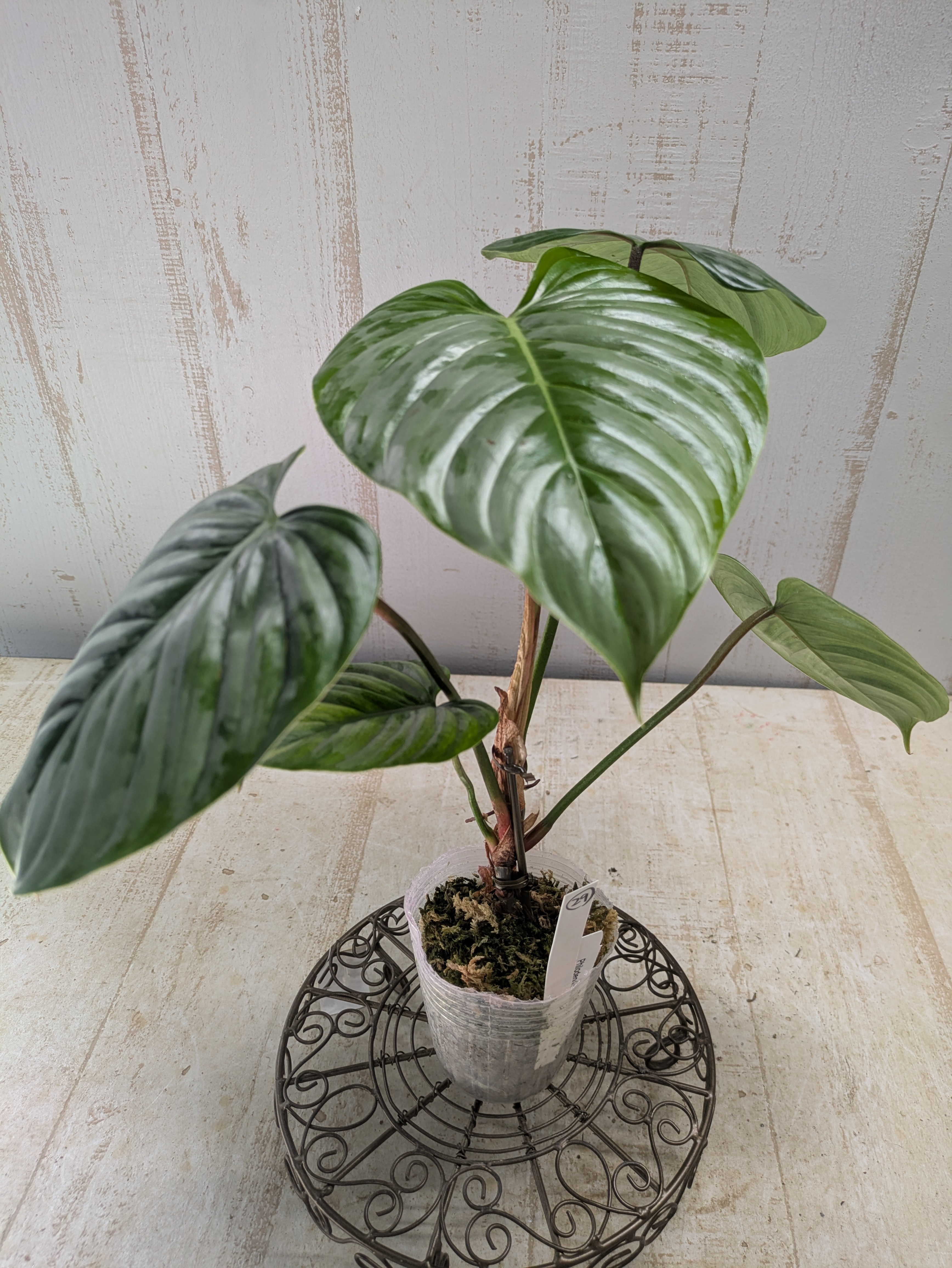 フィロデンドロン　ソディロイ　レア　観葉植物 フィロデンドロン ソディロイ【現品29】 | グリーンホビー