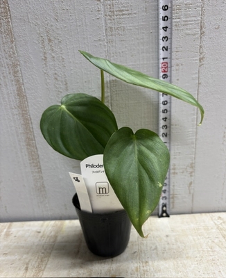 フィロデンドロン　マクドゥーエル【現品56】