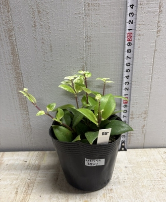 エスキナンサス　斑入り　【現品58】