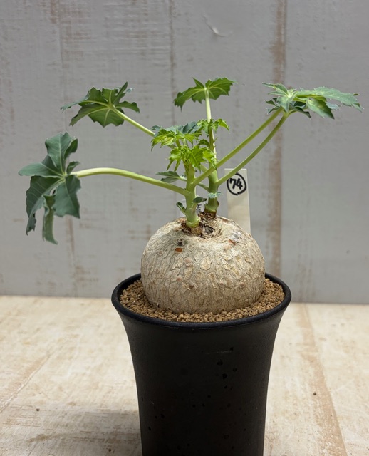 ヤトロファ カタルティカ (ベルランディエリ) 錦珊瑚【現品74
