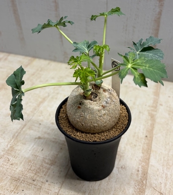 ヤトロファ カタルティカ (ベルランディエリ) 錦珊瑚【現品74