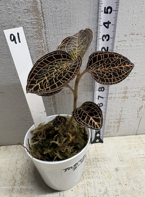 ジュエルオーキッド　アルボリネ アータス　【現品91】