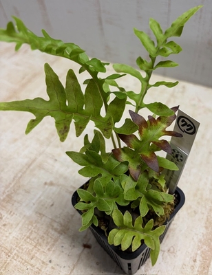 レカノプテリス　ルゾネンシス【現品77】　
