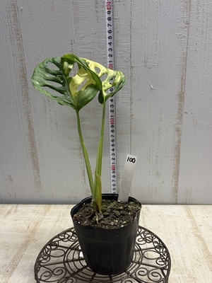 斑入りマドカズラ　【現品100】3.5寸相当