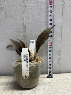 オエセオクラデス　monophylla &times;sib 【現品104】
