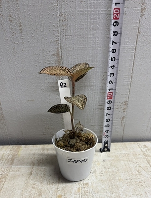 ジュエルオーキッド ゴールドベイン【現品92】
