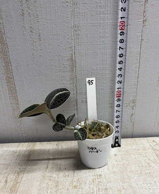 ジュエルオーキッド　ロスクバーギー【現品95】