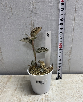ジュエルオーキッド ゴールドベイン【現品96】