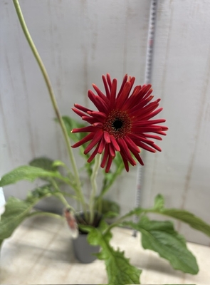斑入り】マユハケオモト ピンク花 | グリーンホビー