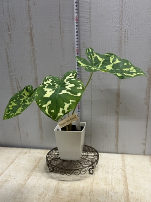 アンスリウム ビッタリフォリウム 斑入り【現品】 | グリーンホビー
