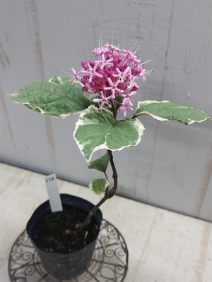 斑入り】マユハケオモト ピンク花 | グリーンホビー