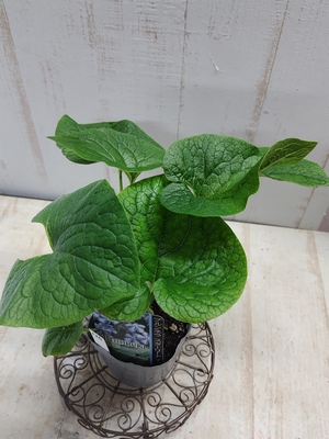 ブルンネラ　スターリーアイ　【現品124】お花終わった為大特価　安心のメリクロン