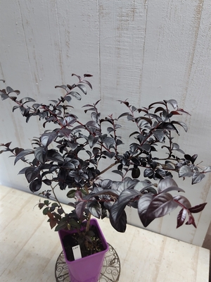 サルスベリ　　ブラックパール赤花【現品127】