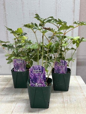 アスチルベ　ブラックパール　【３株セット】お花終わった為大特価