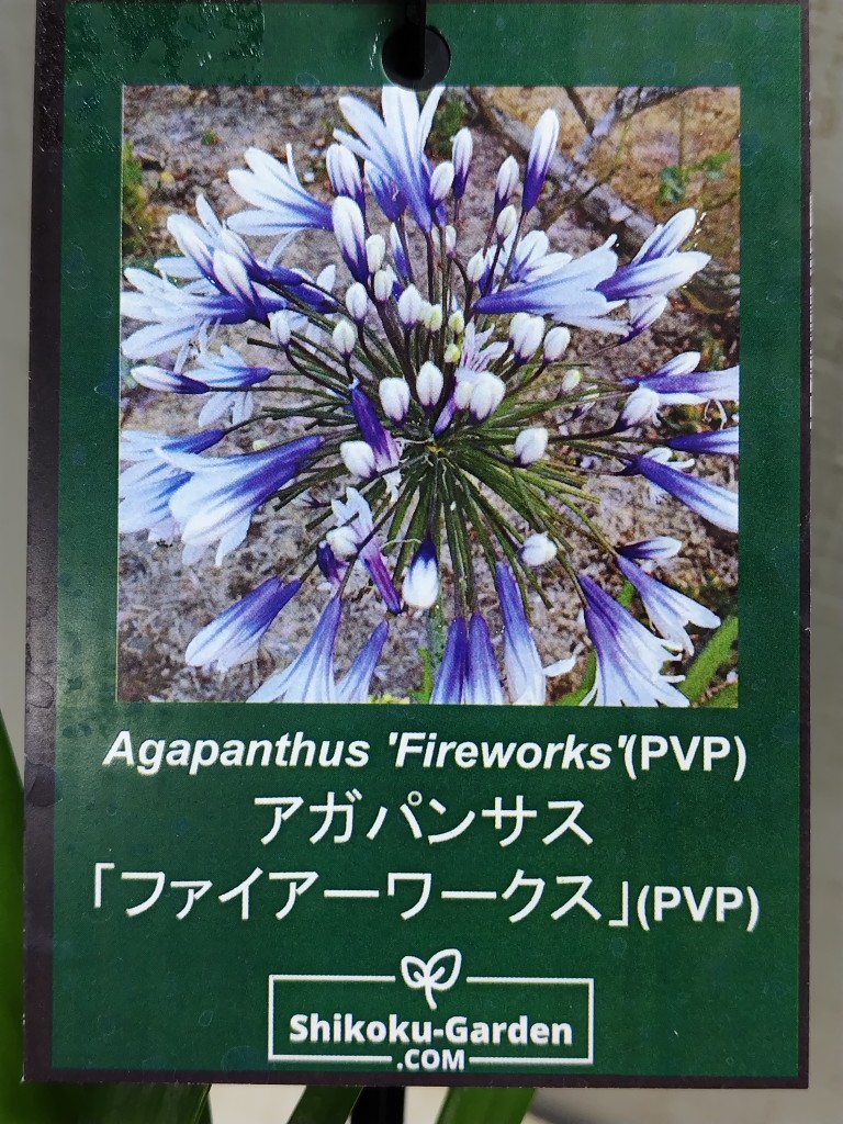 四季咲きアガパンサス ファイヤーワークス【現品137】4．5寸相当