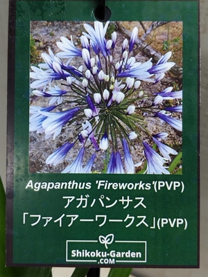 四季咲きアガパンサス　　ファイヤーワークス　４．５寸相当 SUMMER　PREMIUM