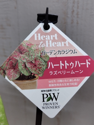PW ガーデンカラジウム　ハートトゥハート　ラズベリームーン