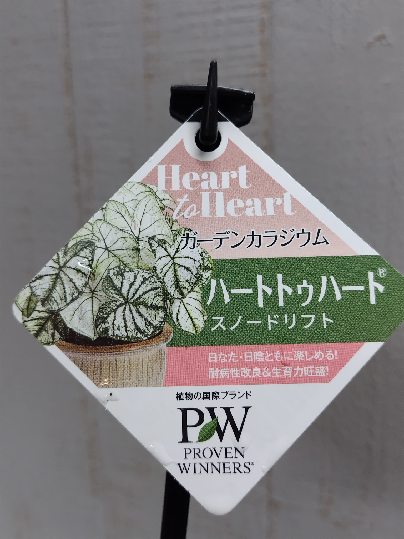PW ガーデンカラジウム ハートトゥハート スノードリフト SUMMER