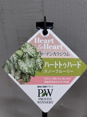 PW ガーデンカラジウム　ハートトゥハート スノーフルーリー　SUMMER　PREMIUM