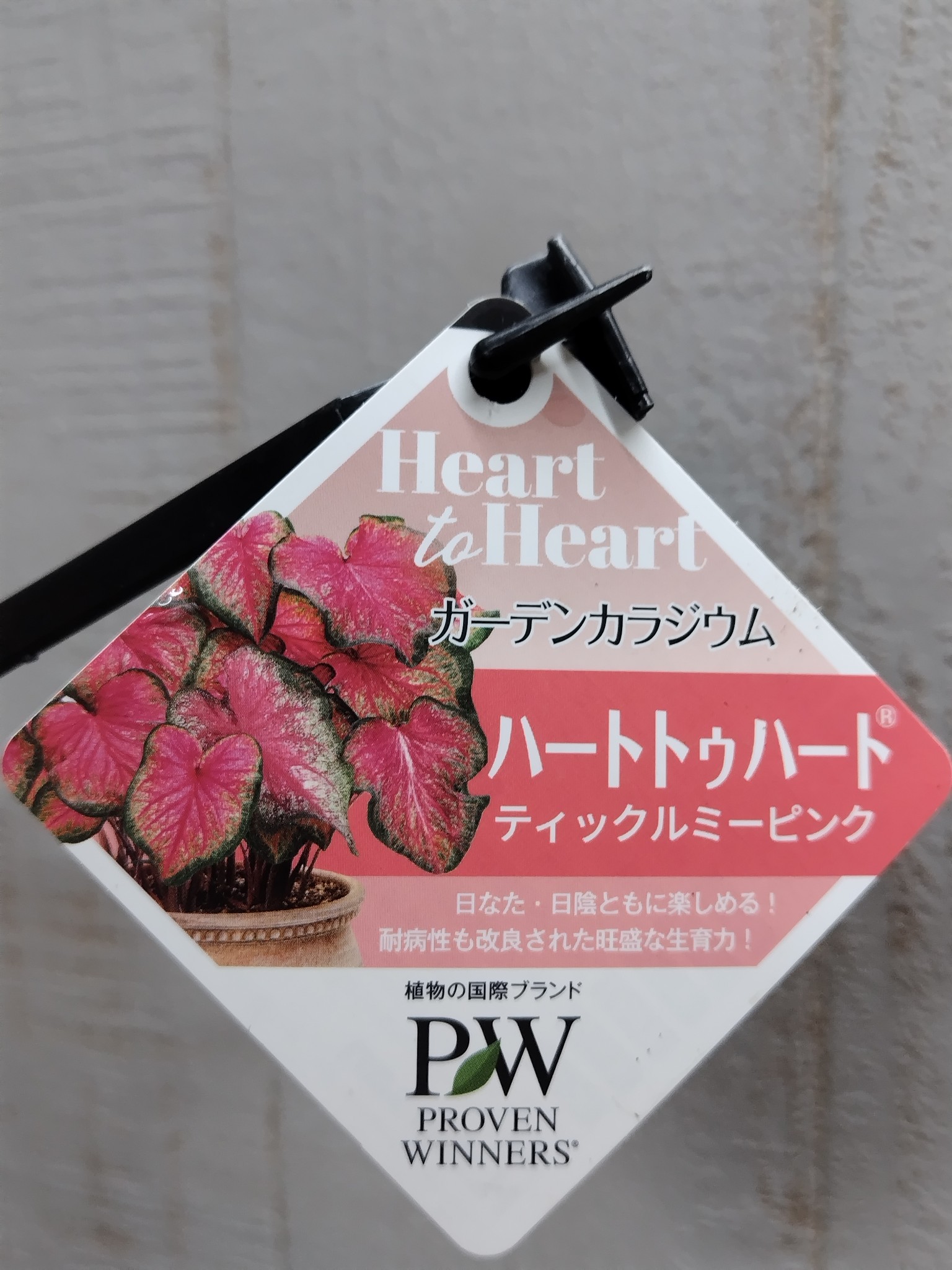PW ガーデンカラジウム ハートトゥハート ティックルミーピンク