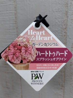 PW ガーデンカラジウム　ハートトゥハート   スプラッシュオブワイン　SUMMER　PREMIUM