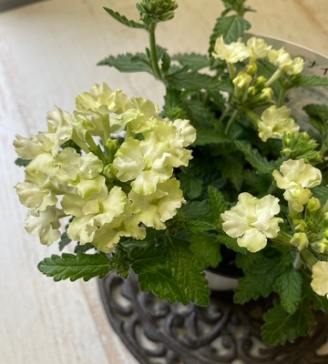 季節の草花 グリーンホビー