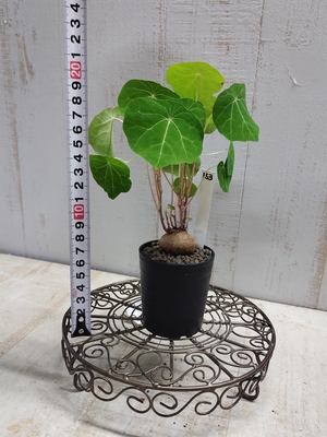ステファニア　セファランサハヤタ【現品153】SUMMER　PREMIUM