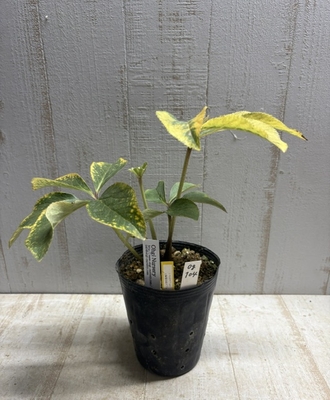 大木ナーサリーさんのクリスマスローズ | グリーンホビー