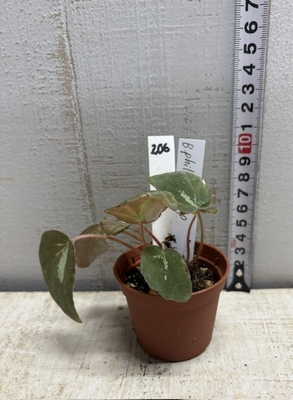 ベコニア フィリピンSP 　【現品 206】