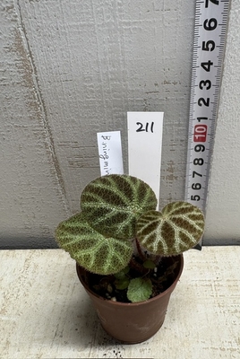 ベコニア ニングミンゲンシス【現品 211】SUMMER　PREMIUM