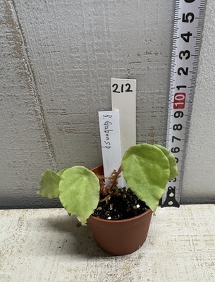 ベコニア Gabon sp 【現品212】SUMMER　PREMIUM
