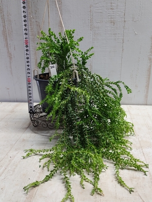ジュエルオーキッド dossinia marmorata 【現品45】 | グリーンホビー
