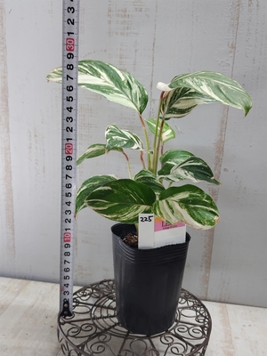 クテナンテ　クラウドプロケイド【現品225】SUMMER　PREMIUM