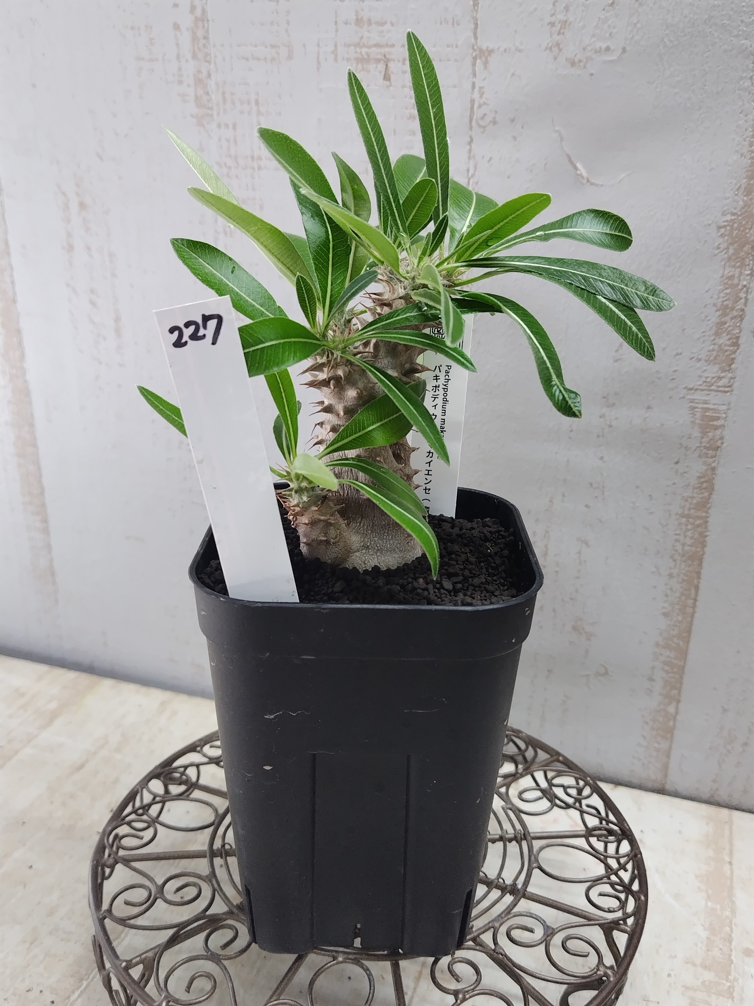 パキポディウム マカイエンセ Wヘッド 美株 パキポディウム マカイエンセ【現品227】SUMMER PREMIUM | グリーンホビー