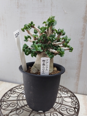 アデニウム　獅子葉アラビクム【現品230】SUMMER PREMIUM