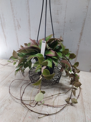 ジュエルオーキッド dossinia marmorata 【現品45】 | グリーンホビー