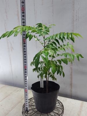 カレーリーフ4寸相当