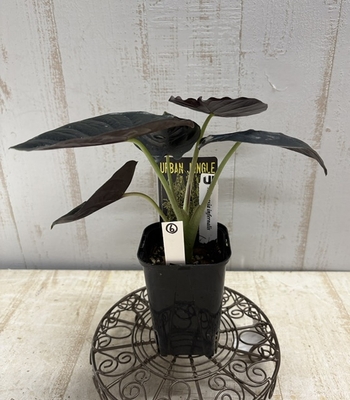 アロカシア　インフェルナリス【現品6】　