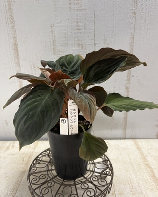 ホマロメナ　ブラックベルベット【現品7】