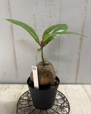 バーリングトニア アシアティカ【現品10】
