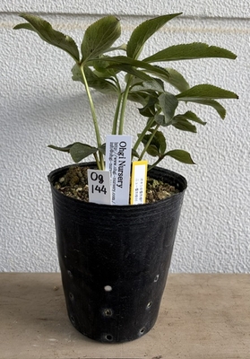 大木さん最新交配苗　オキシ系蜃気楼F 1グラデdd&times;ニュー蜃気楼dd【og144】SUMMER　PREMIUM