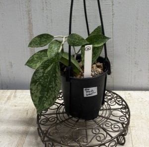 ホヤ　アマゾンシルバー【現品26】SUMMER　PREMIUM