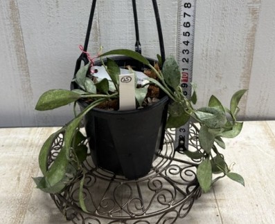 ホヤ　ラクノーサシルバー【現品25】SUMMER　PREMIUM