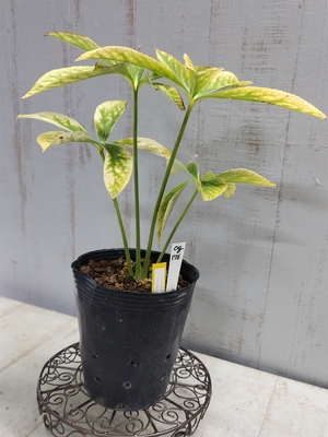 大木さん最新交配苗　 フジタダブル&times;フジタセミダブル【og176】SUMMER　PREMIUM