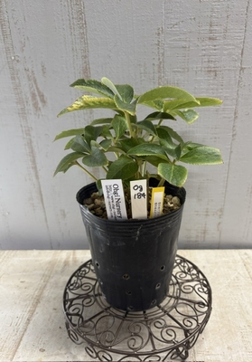 大木さん最新交配苗　特A　蜃気楼ddVG（Berry Good）&times;蜃気楼系dd【og184】SUMMER　PREMIUM