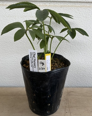 大木さん最新交配苗　デュメ系グラデdd &times;ポーセリンF1筋模様【og232】SUMMER　PREMIUM