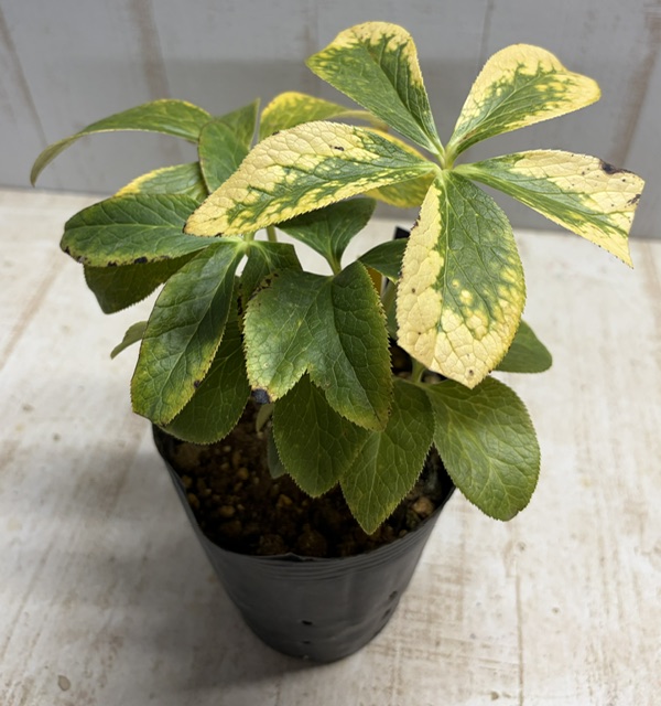 大木さん最新交配苗 蜃気楼dd × 小輪蜃気楼dd 【 Og261】オーレア葉