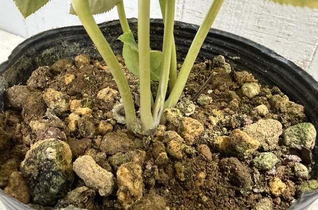 大木さん最新交配苗 蜃気楼dd × 小輪蜃気楼dd 【 Og261】オーレア葉
