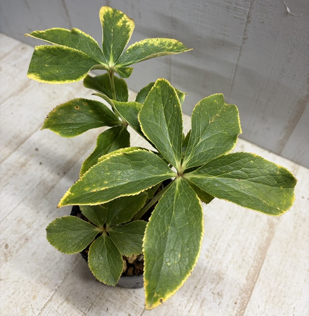 大木さん最新交配苗 蜃気楼dd × 小輪蜃気楼dd 【 Og271】蜃気楼交配