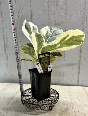 フィカス リラータ イヴォンヌ　【現品50】